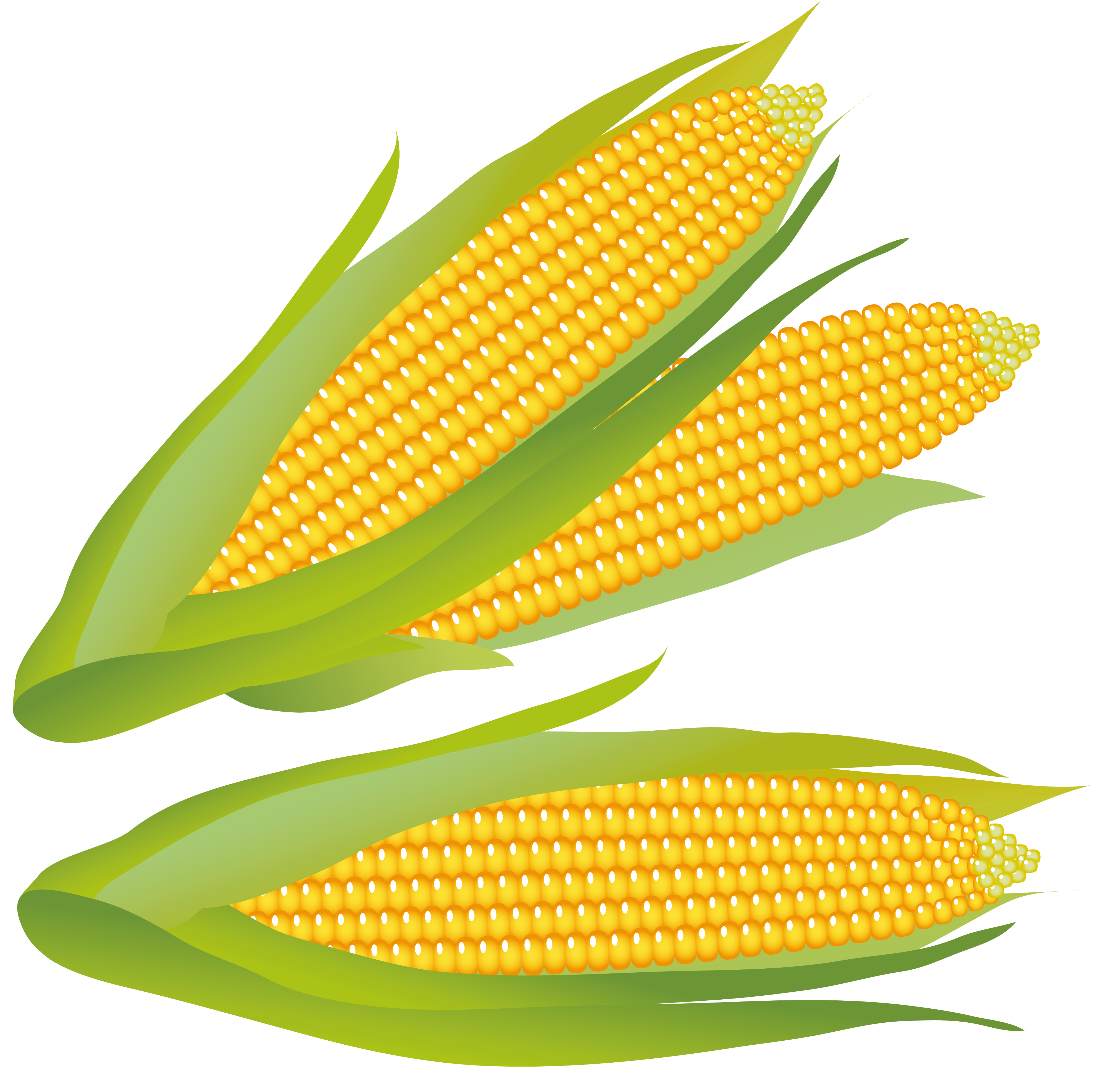 corn, korn clipart transparent pencil and color korn #21025