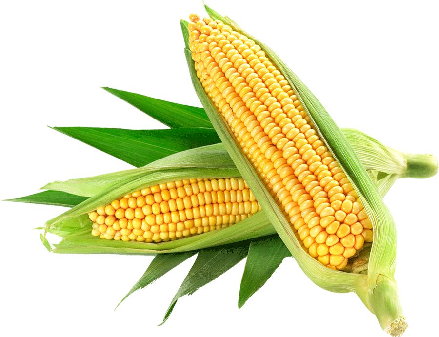 Corn Yellow PNG, Corn Clipart Images Free Download