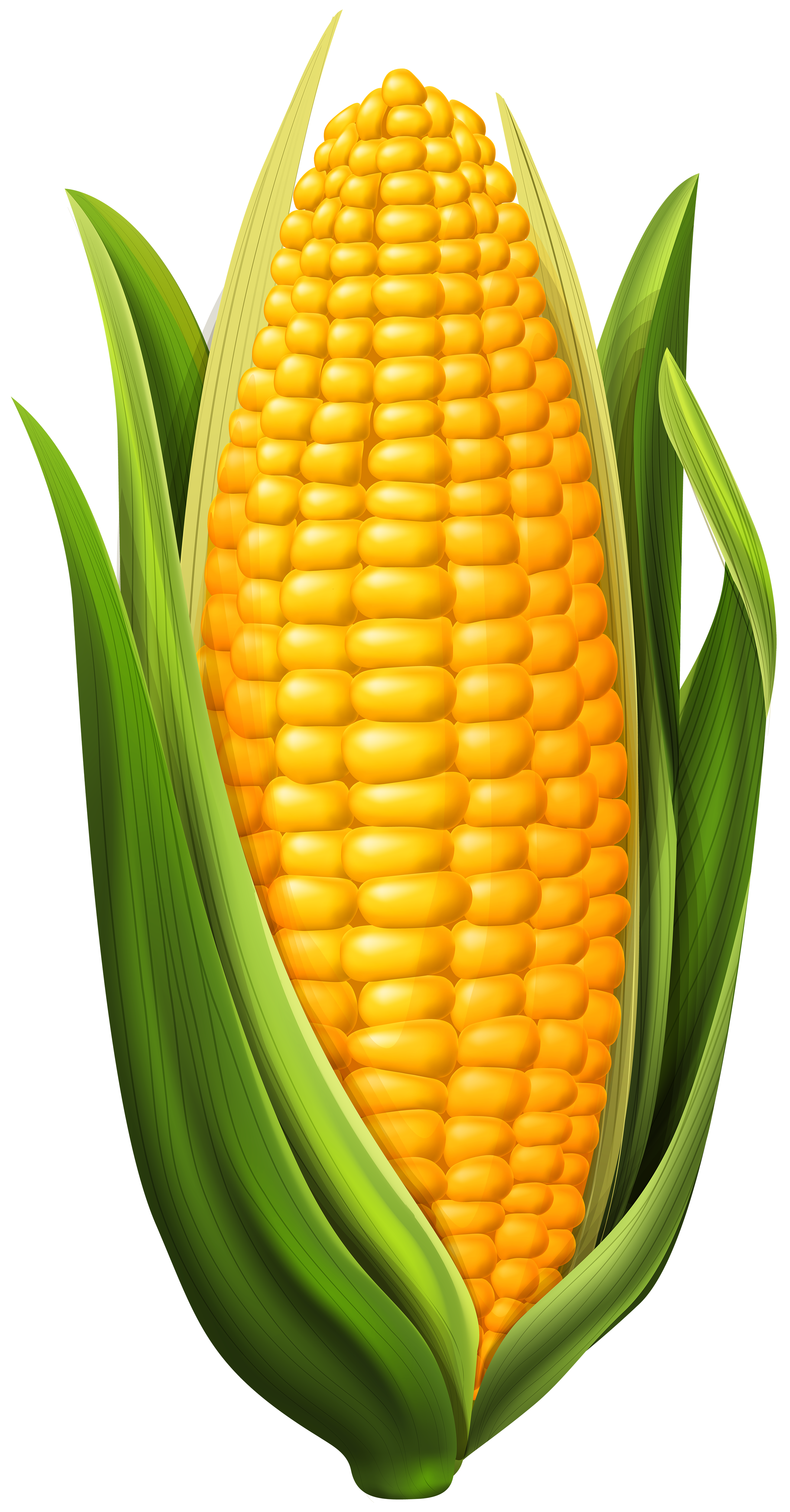 corn png clip art image gallery yopriceville high #21043