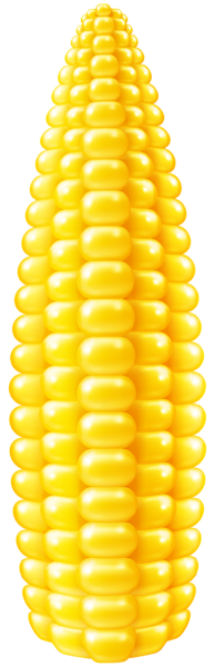 Corn Yellow PNG, Corn Clipart Images Free Download