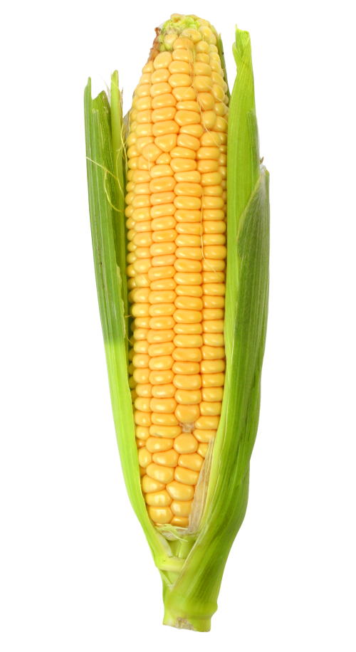 corn png image pngpix #20978