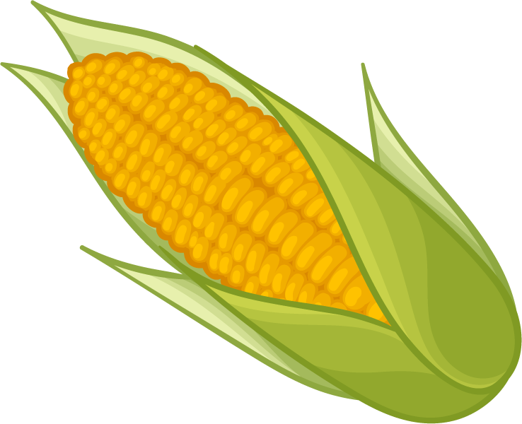 Corn Yellow PNG, Corn Clipart Images Free Download - Free Transparent ...