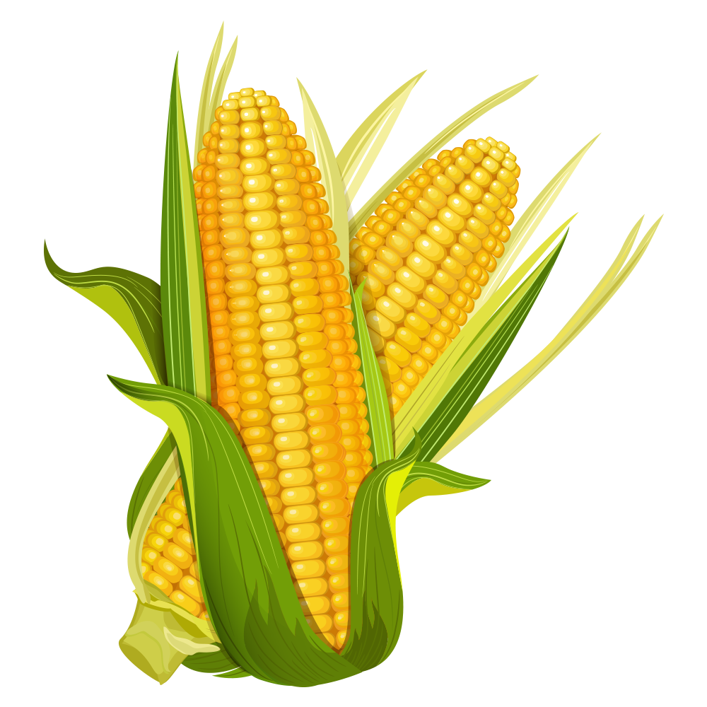 corn, the best mexican fresh produce for global exports #20955