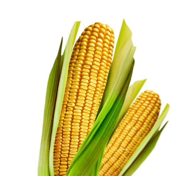corn traits genuity #20990