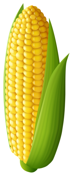 corn transparent png clip art image gallery yopriceville #20989