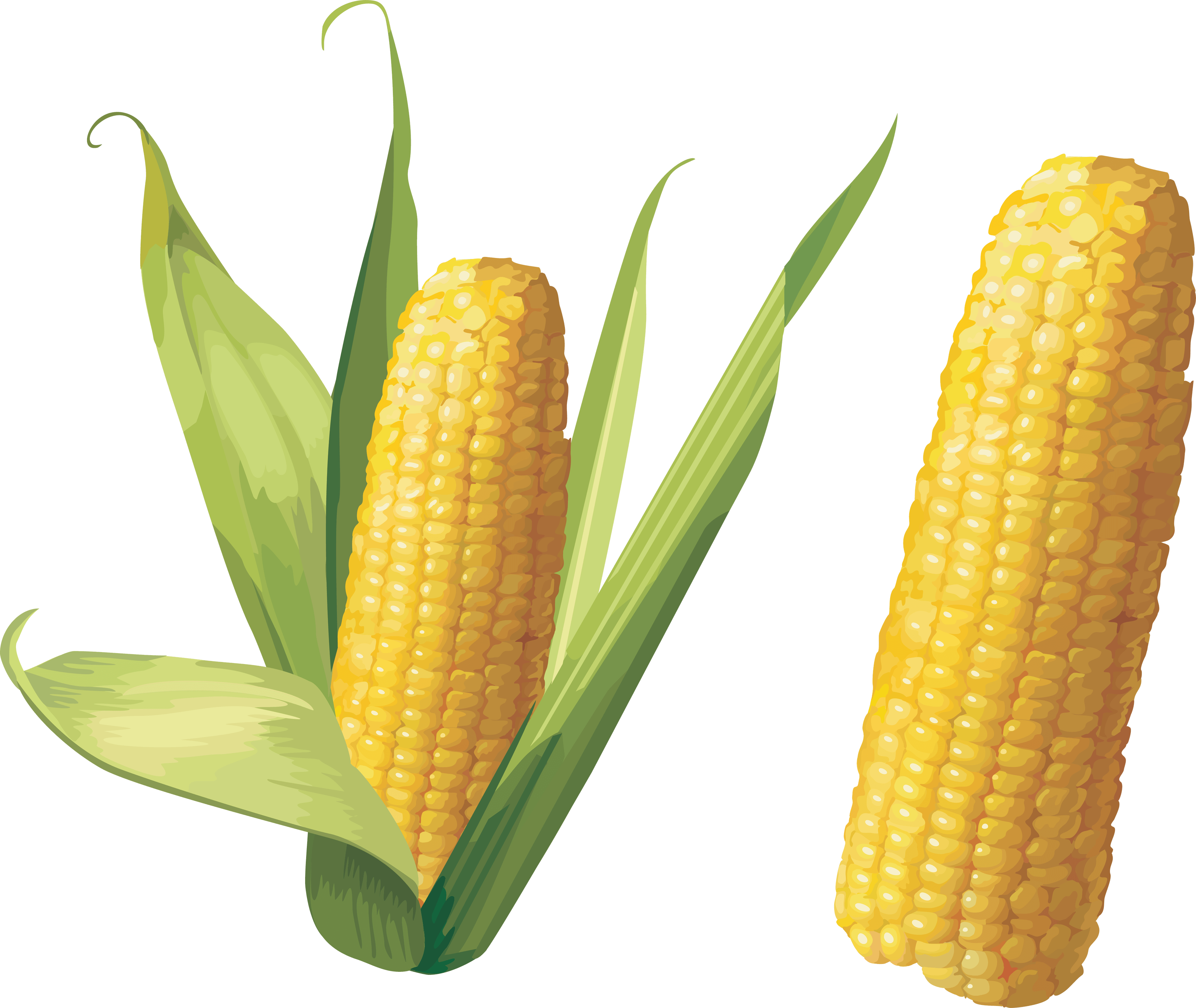 download corn png image png image pngimg #20950