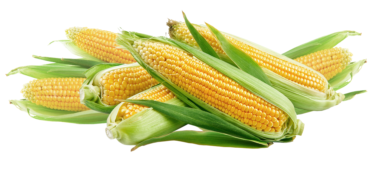 newhard farms corn shed the lehigh valley premium #20958
