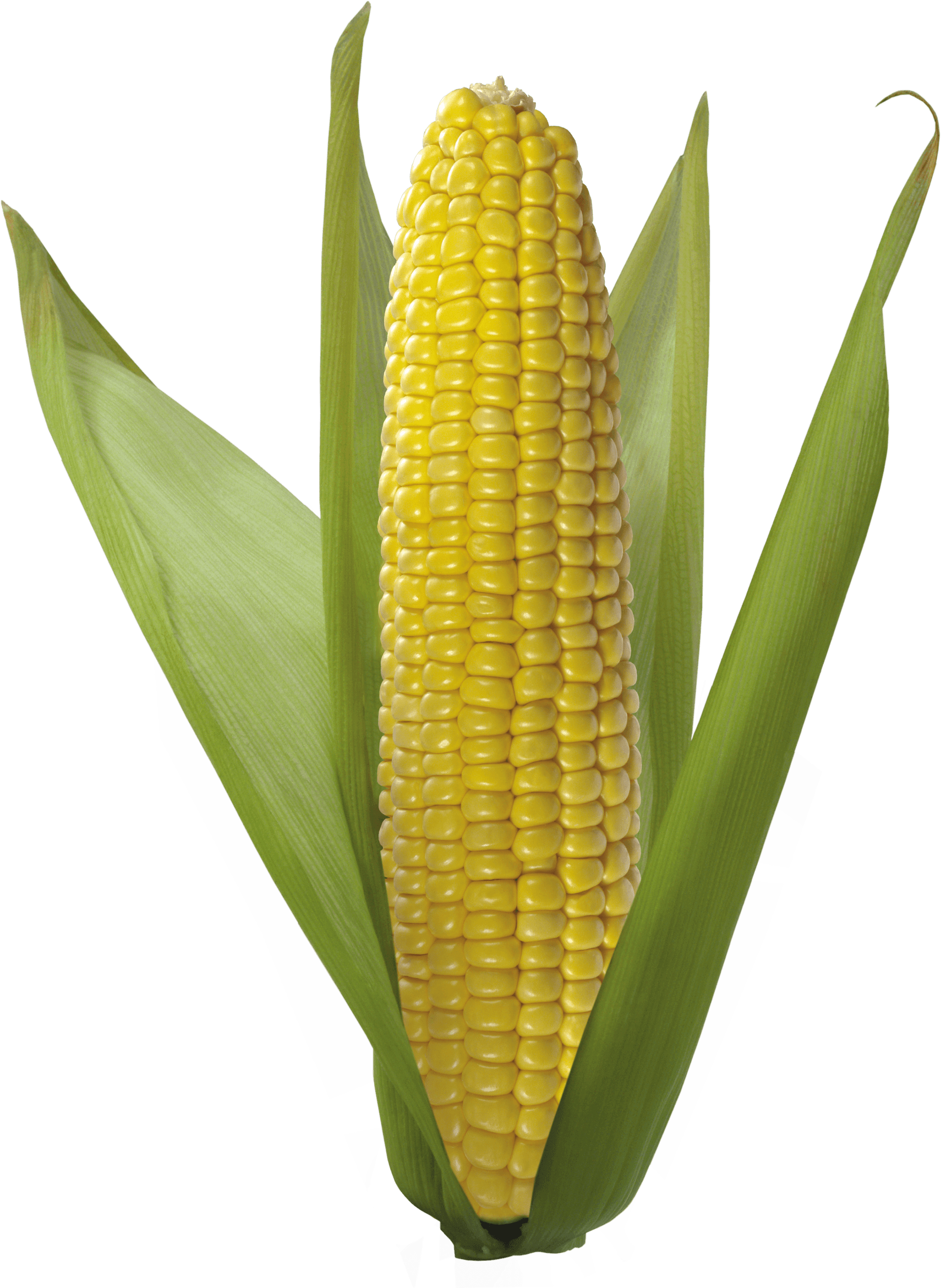 Corn Yellow Png Corn Clipart Images Free Download Free Transparent