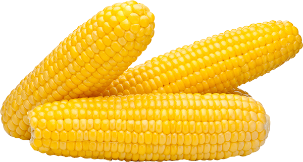 sweet corn #20991