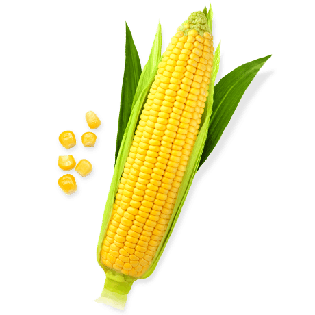 sweetcorn the verygreen grocer #20977