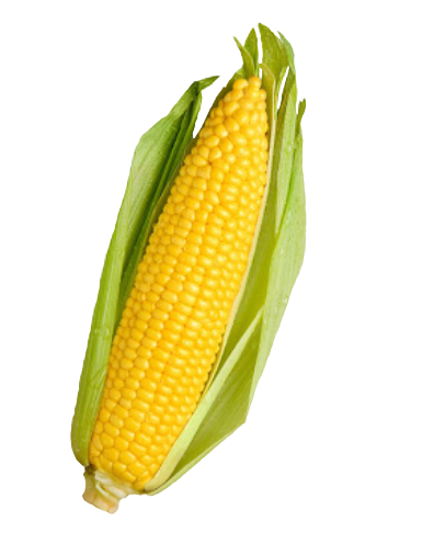 transparent corn tumblr #20954