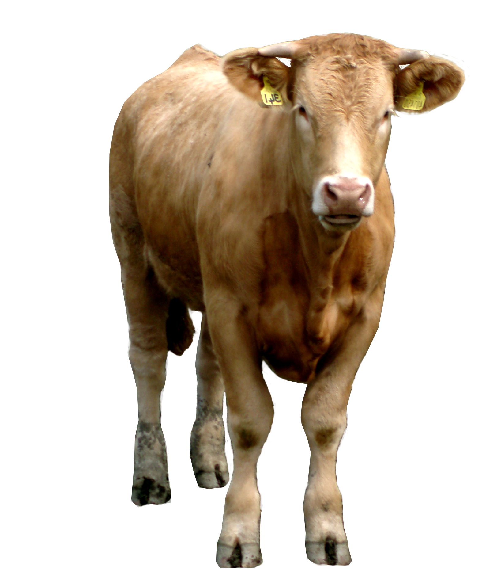 Cow Png - Tarsha Barrios