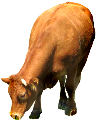 cow, animal clip art #12937
