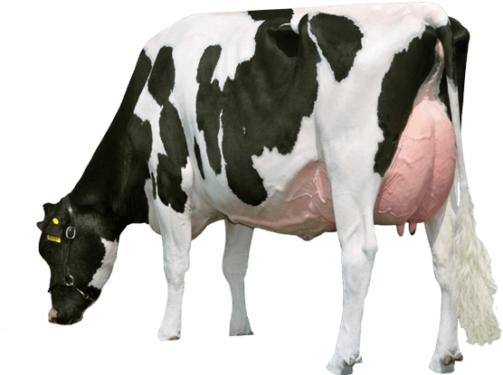 cow, biostart ruminant provico #12877