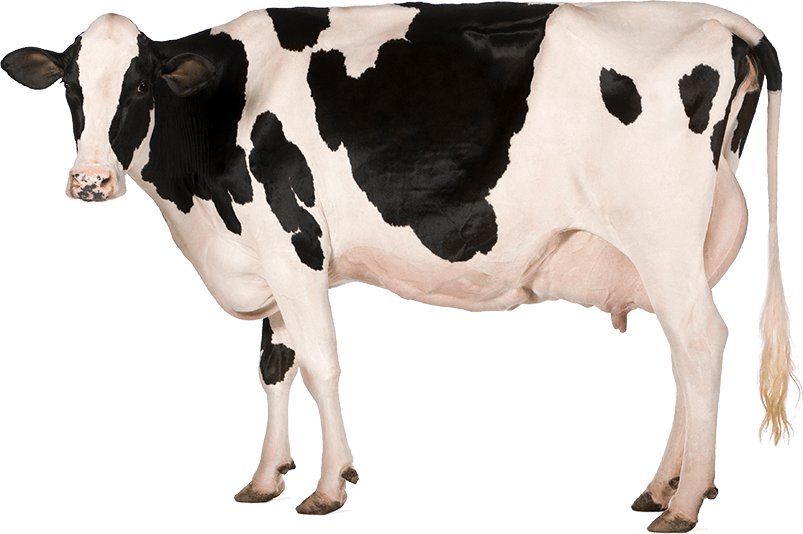 cow png images