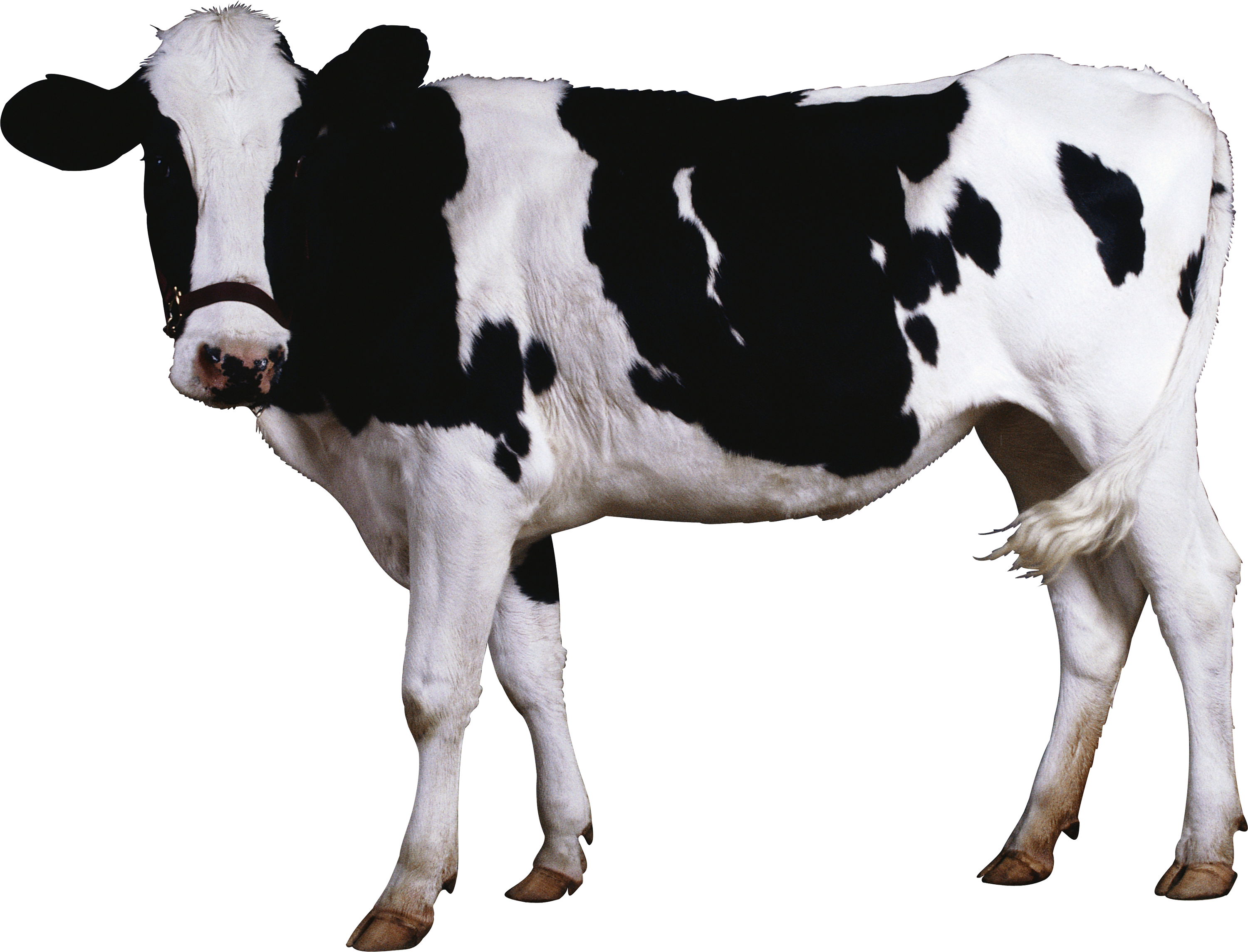 cow, domestic animals png black and white transparent domestic #12753