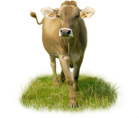 cow, epoisses cheese pdo #12920