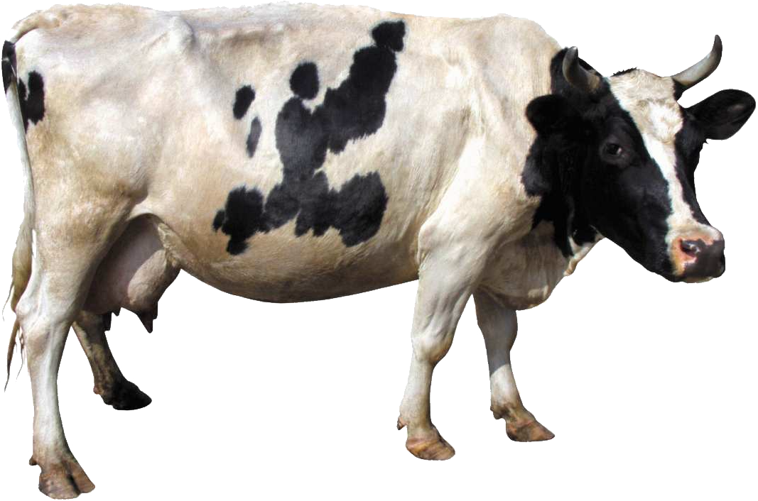 cow png image cows png picture download cliparts #12845