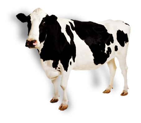 cow png images #12893