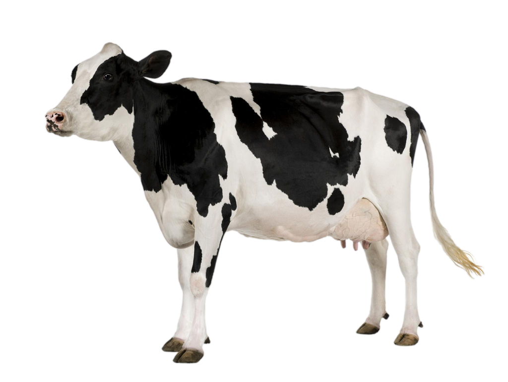 cow png images and clipart download #12871