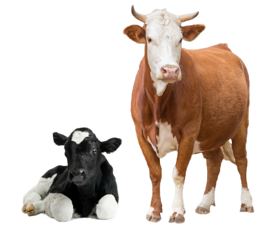 cow png images with transparent backgrounds #12880