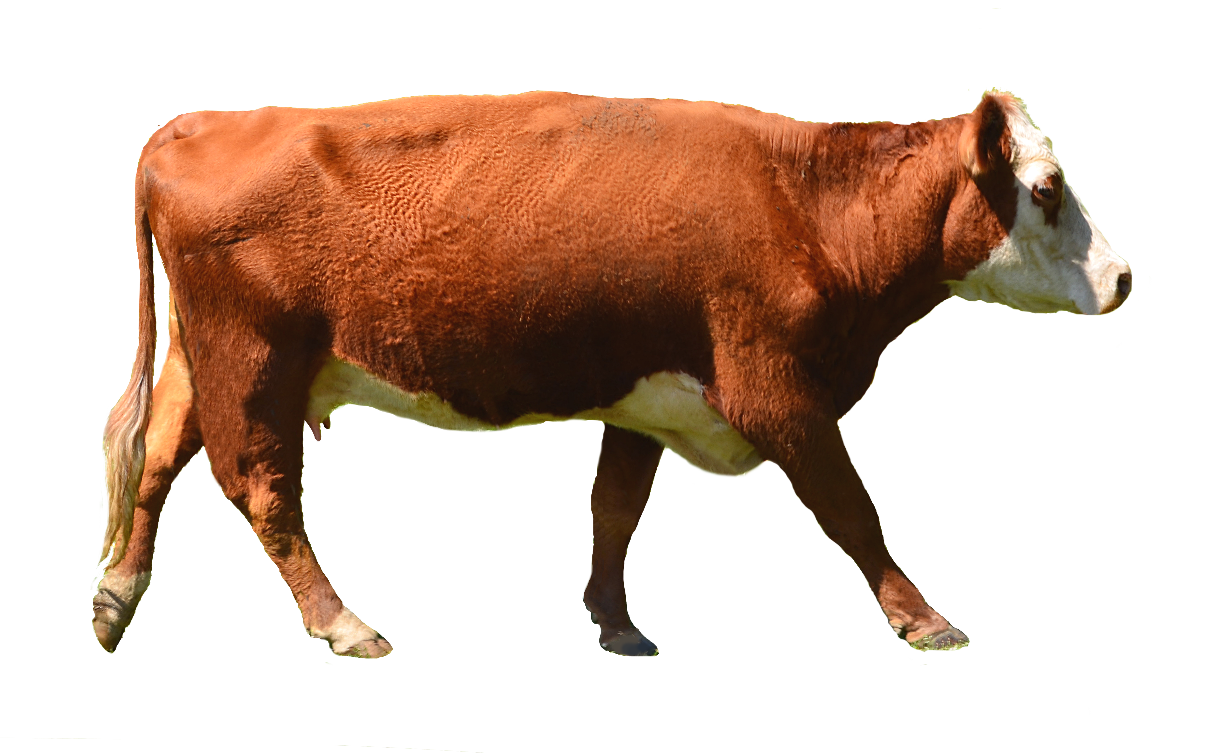cow png photo complete cutout annamae #12742