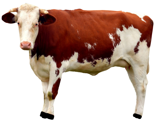 cow png transparent image pngpix #13038