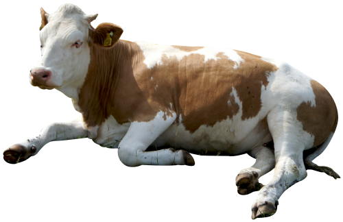 cow sitting png image pngpix #12864