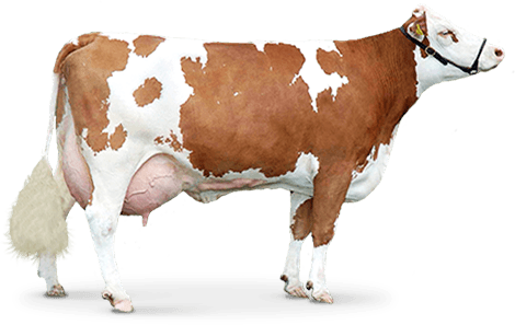 download brown cow png image png image pngimg #12886