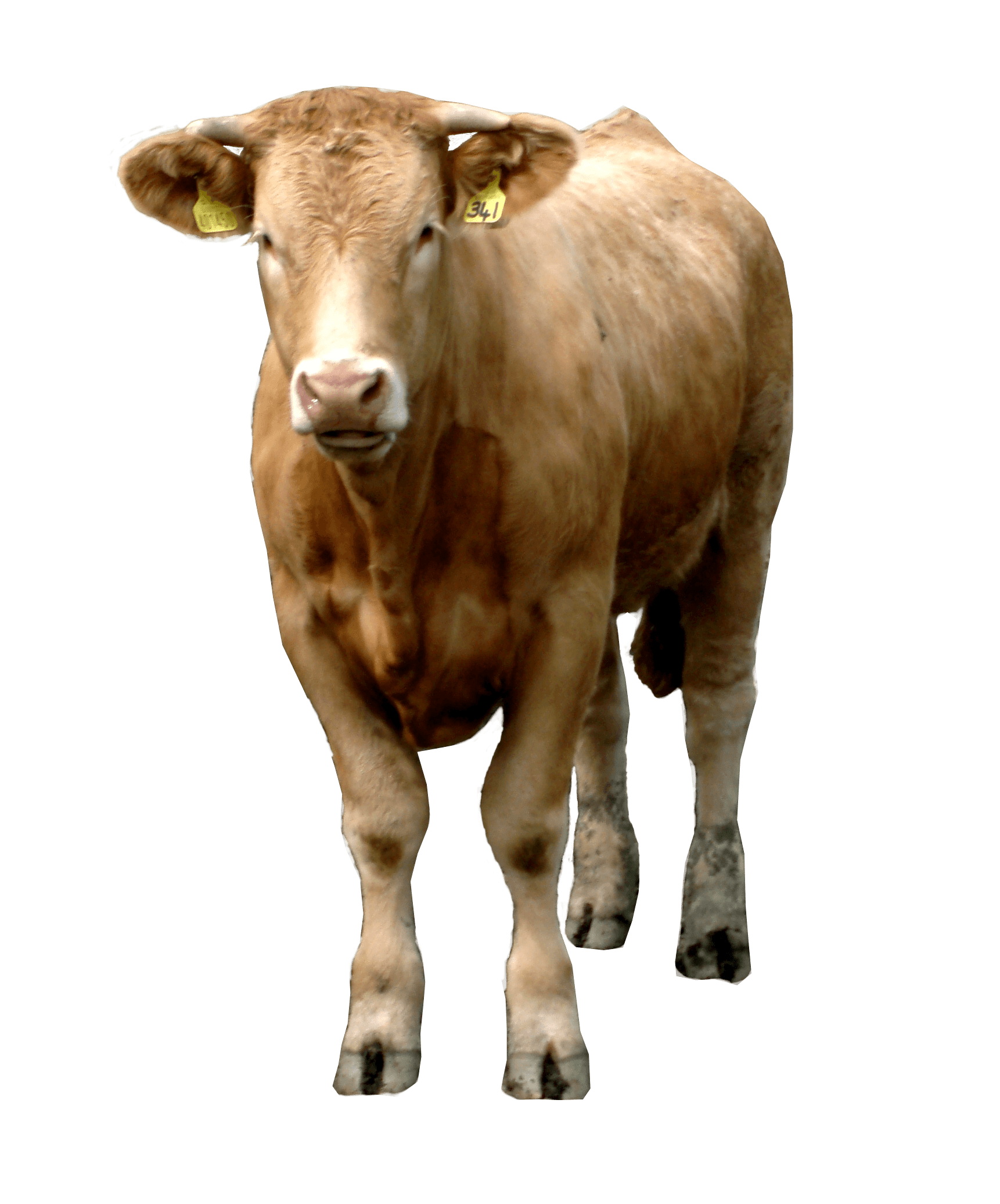 download brown cow png image png image pngimg #12889