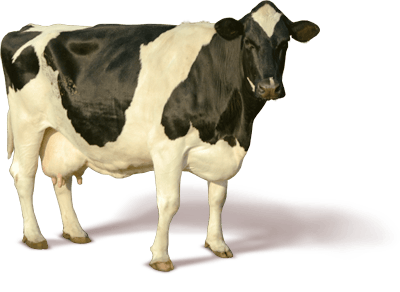 Cow Animal Clip Art Png, Cows PNG Images Free Download