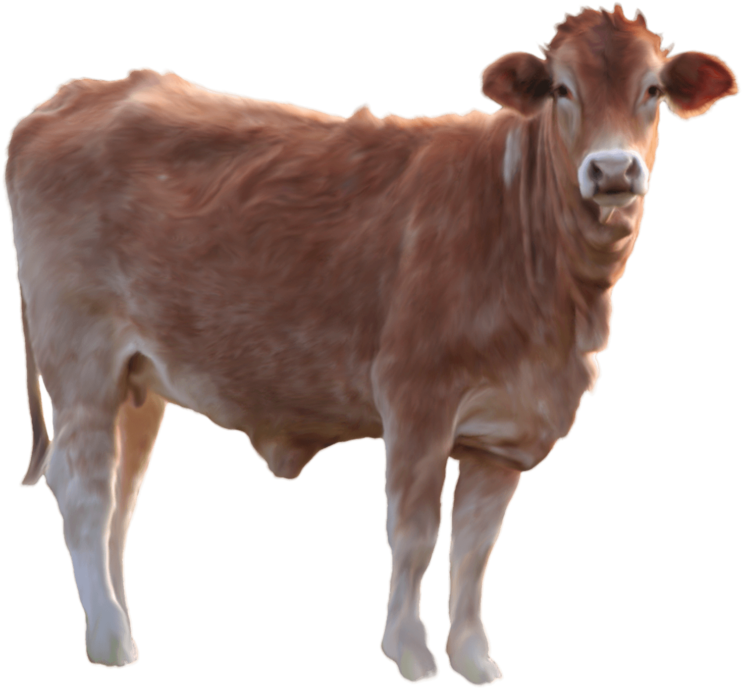 download cow png image png image pngimg #12745