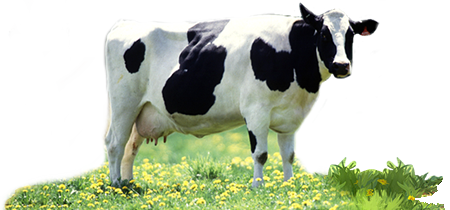 organic cow milk products rock ridge dairy #12757
