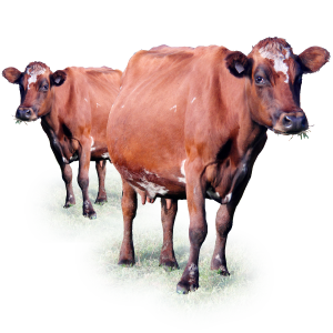 Cow Animal Clip Art Png, Cows PNG Images Free Download