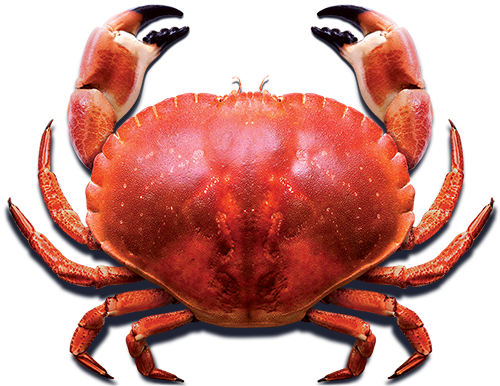 blue sea whole crab 34540