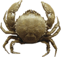 crab, atelecyclus rotundatus transparent png #34505