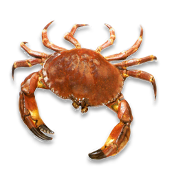 crab crabs 34502
