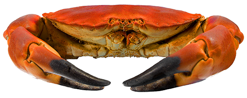 crab crabs rooney fish #34551