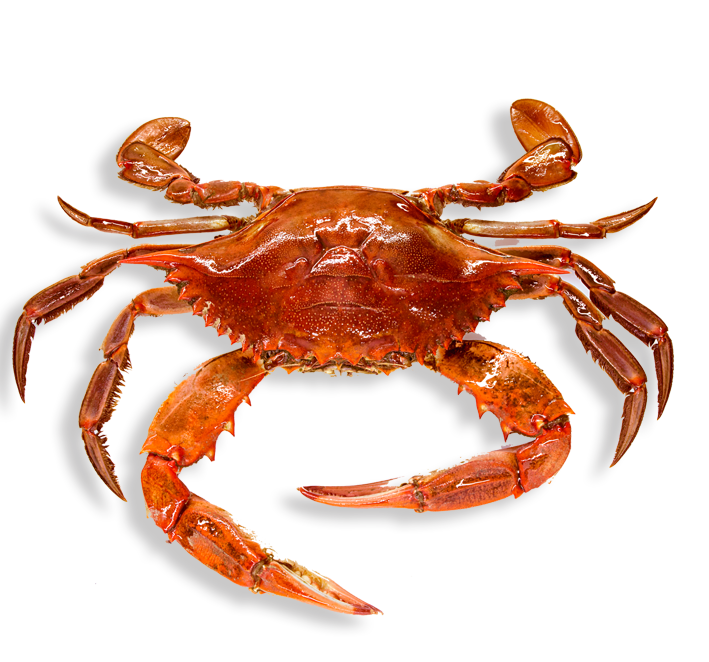 crab high quality png web icons png 34526