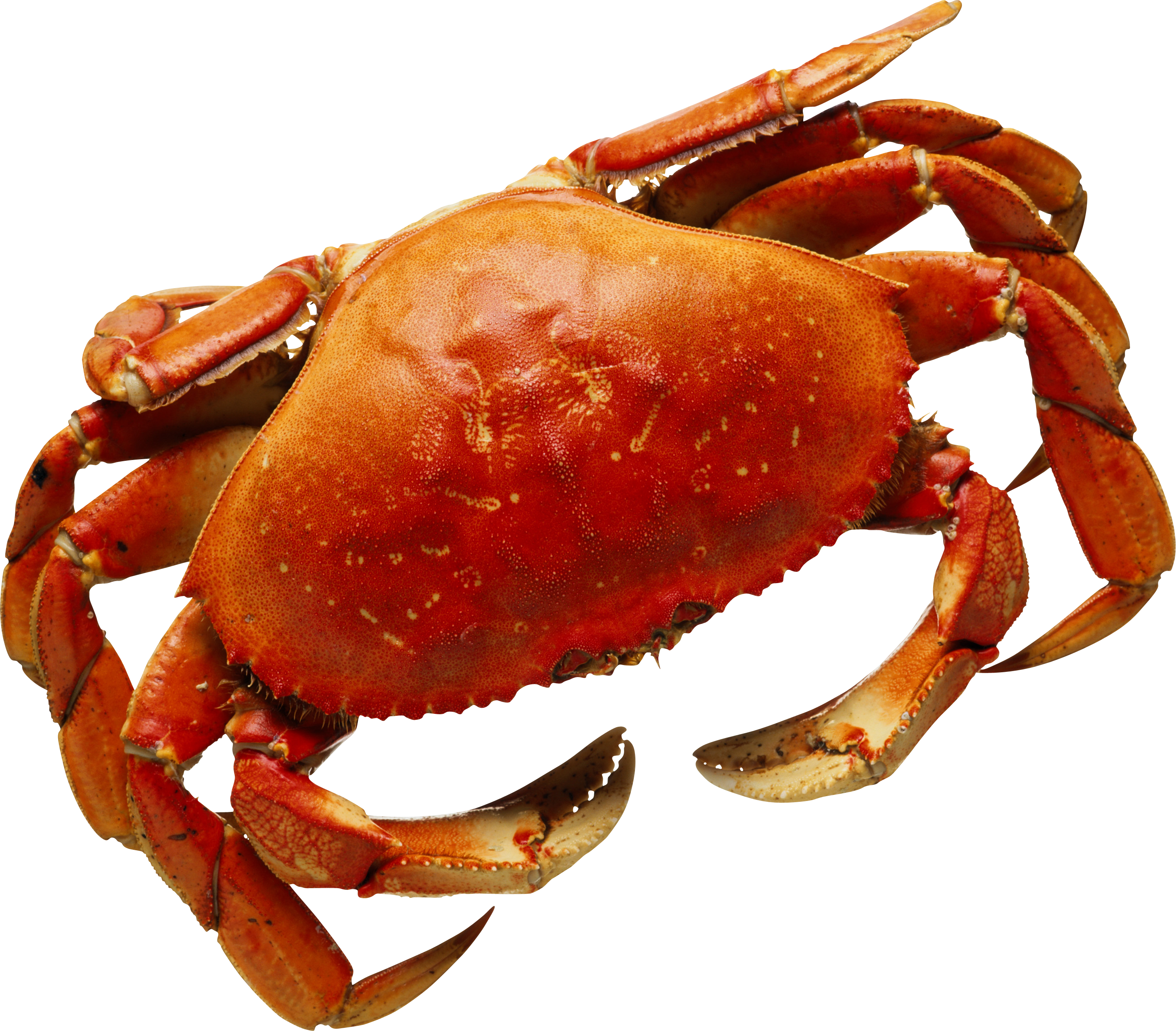 crab insects png transparent background images #34508