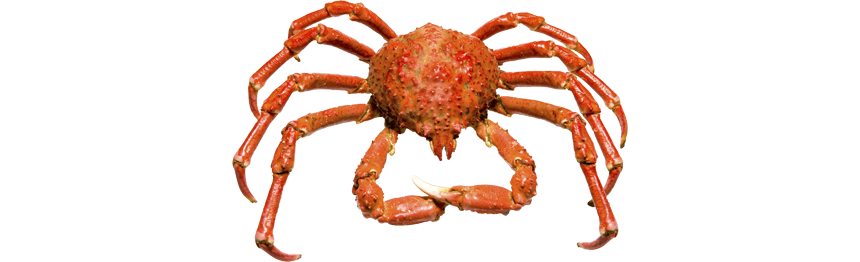 crab mardon plc seafood processors importers and exporters 34520