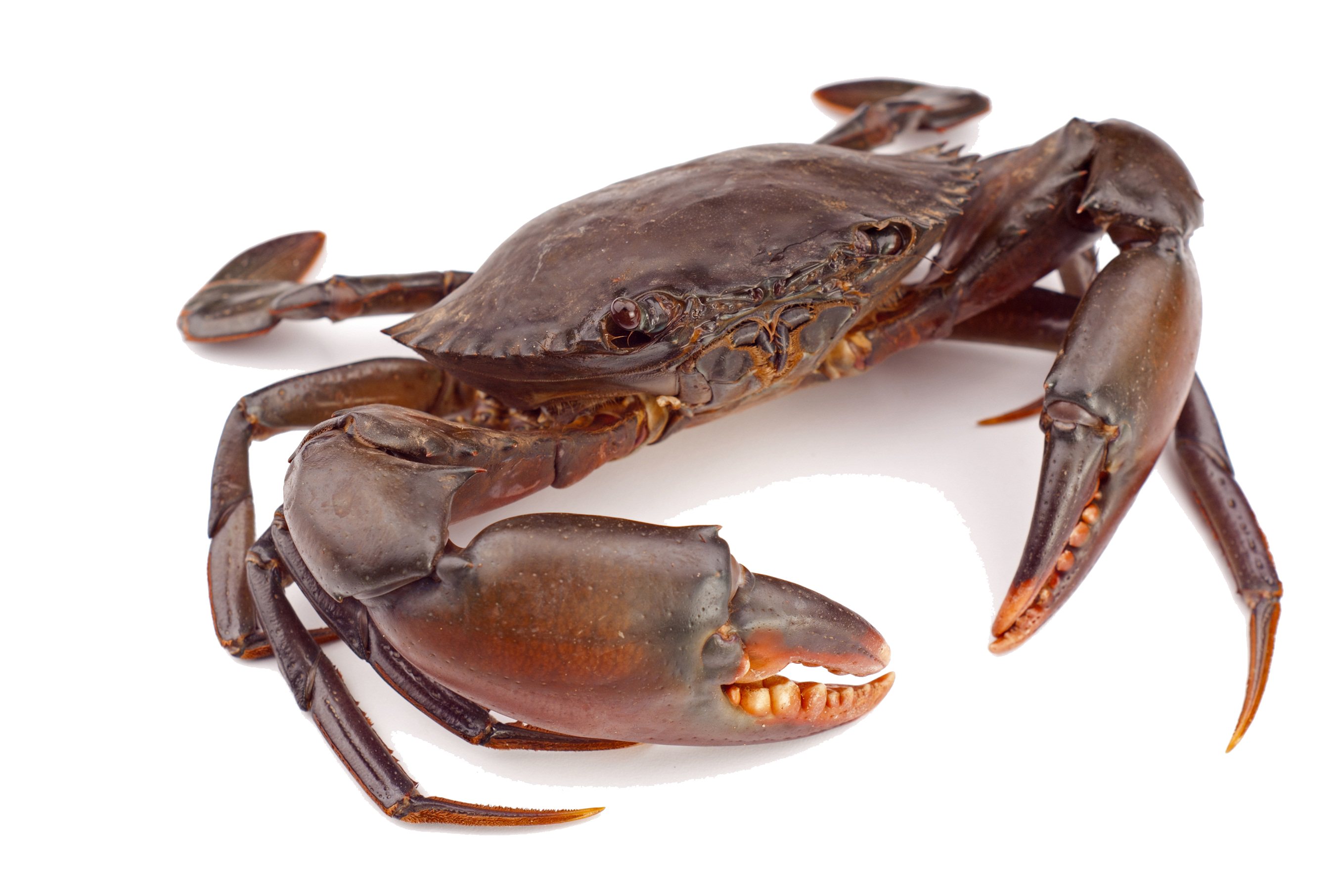crab png clipart png mart #34515