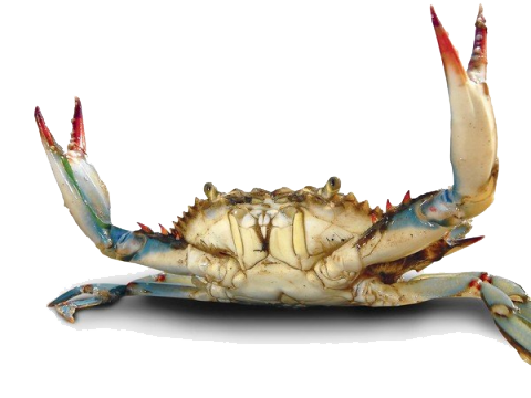 crab png file png mart 34553