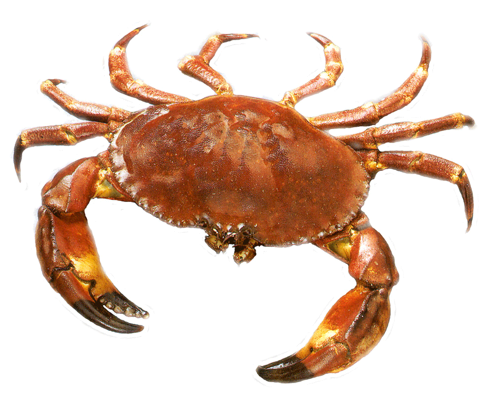 crab png images transparent download pngmartm #34517