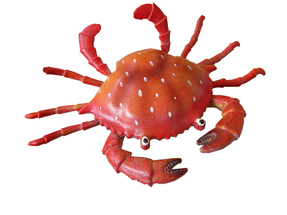 crab png images with transparent backgrounds #34547