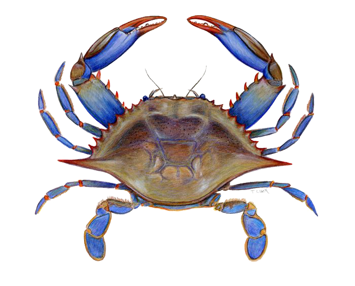 crab png picture png mart 34550