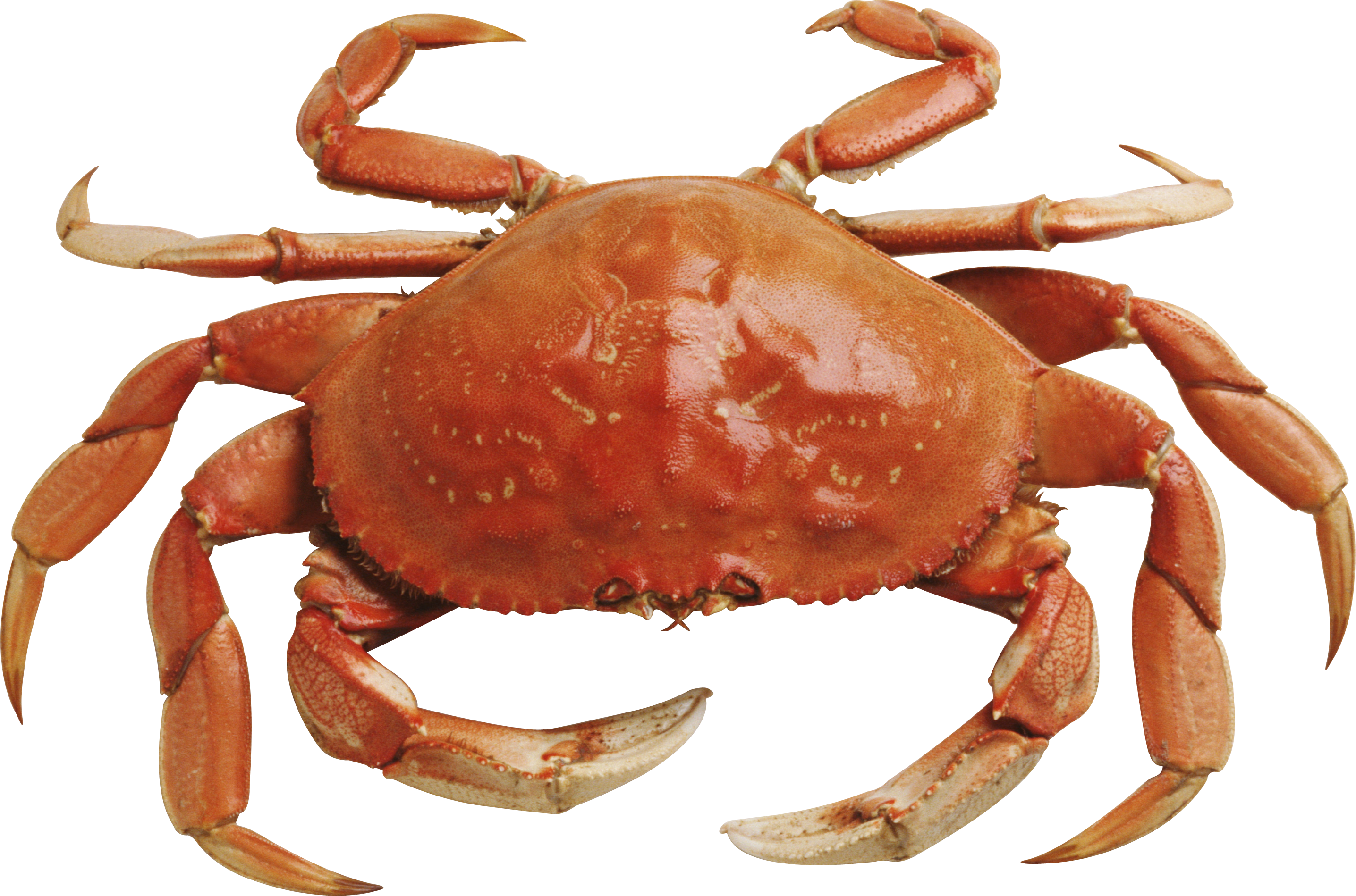 Crab PNG Transparent Images, Crab Clipart Free Download