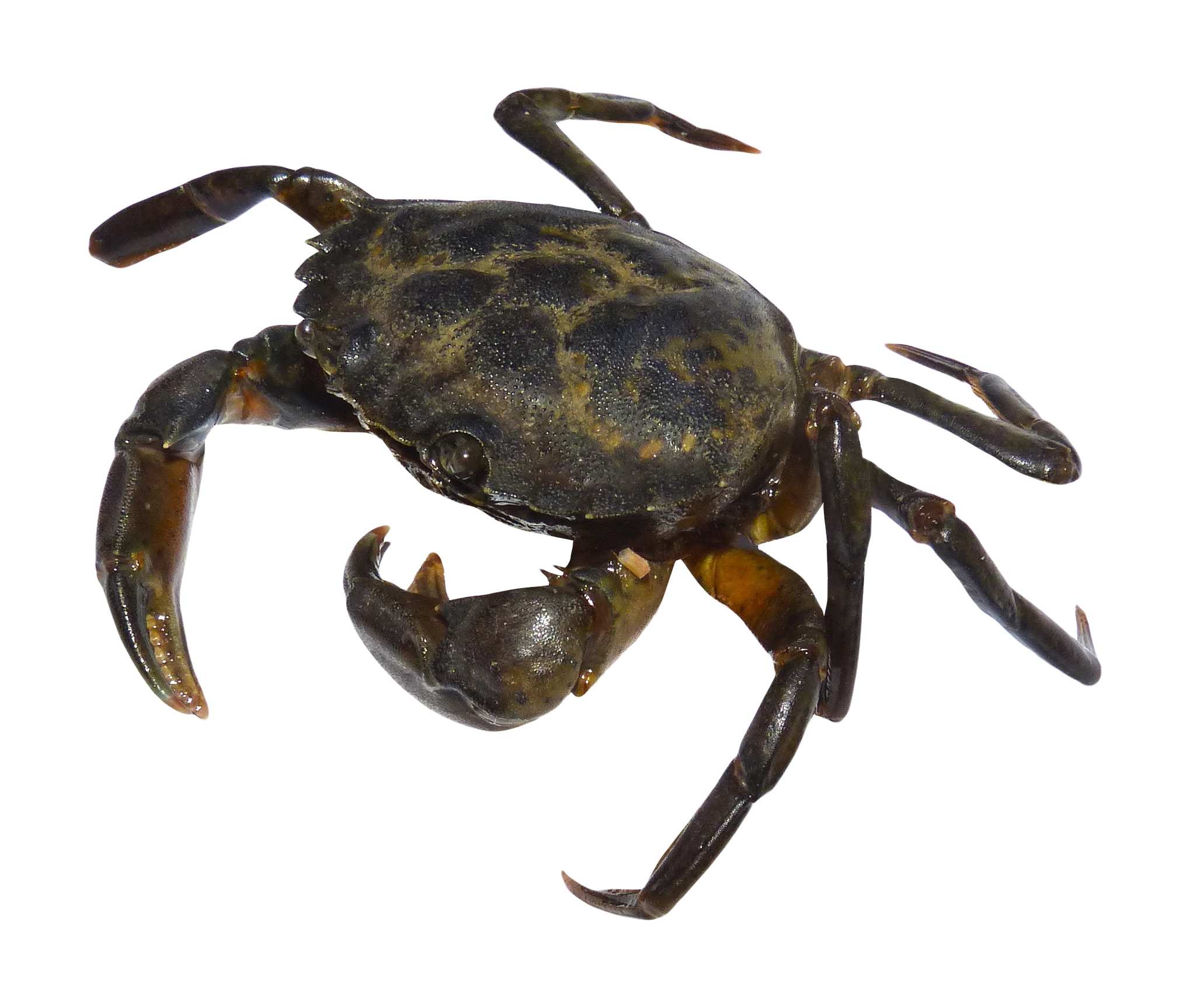 crab png transparent image pngpix #34501