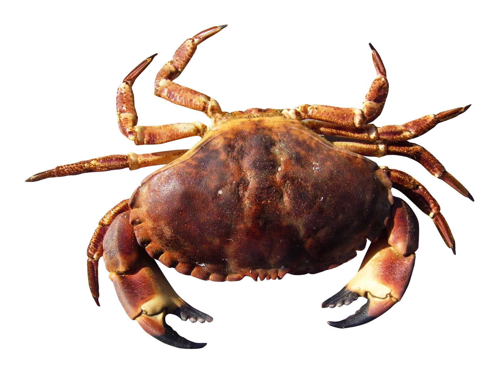 crab png transparent image pngpix #34504
