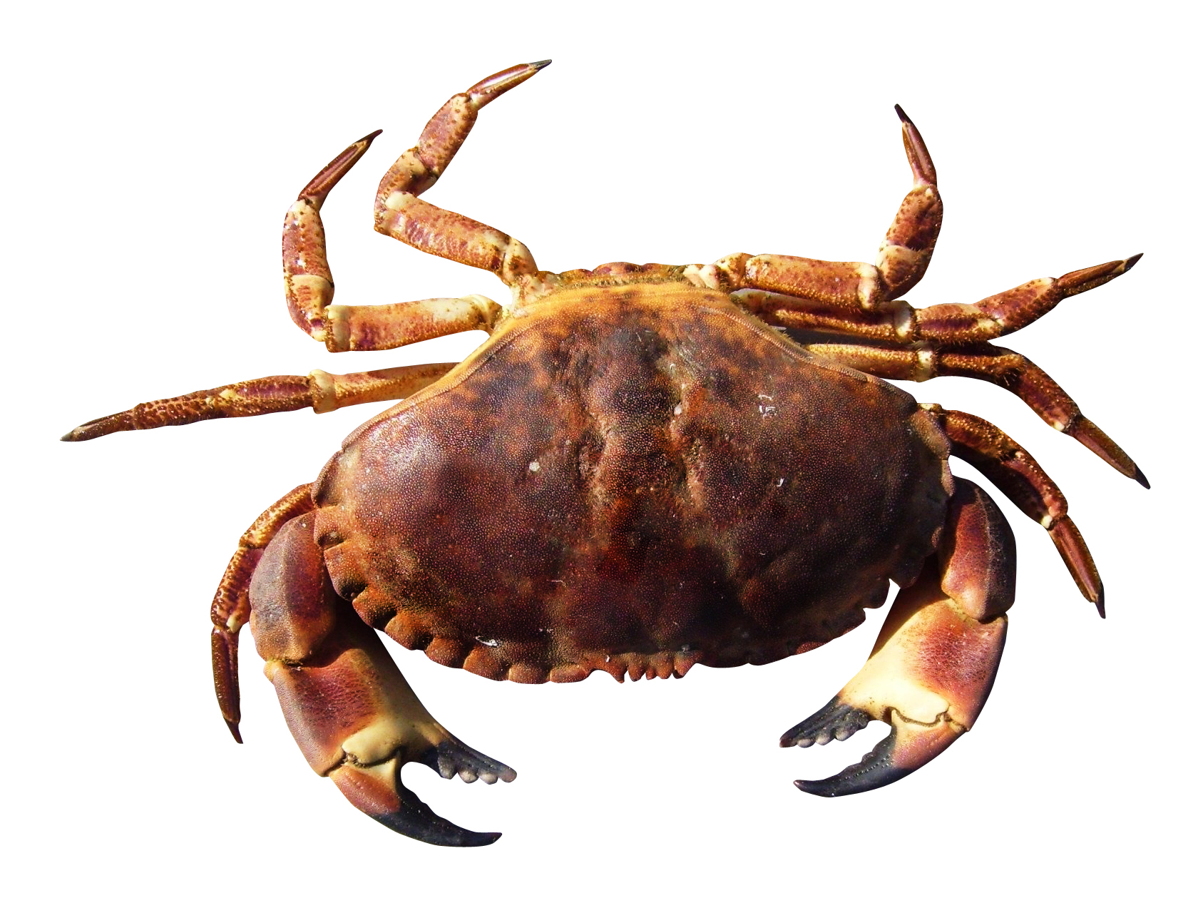 Crab